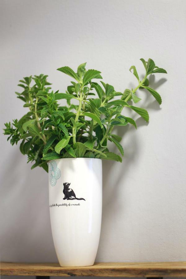 Olive Tree Private Rooms In Stellenbosch- No Load Shedding Εξωτερικό φωτογραφία